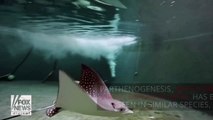 Virgin birth: stingray gives birth after cloning herself