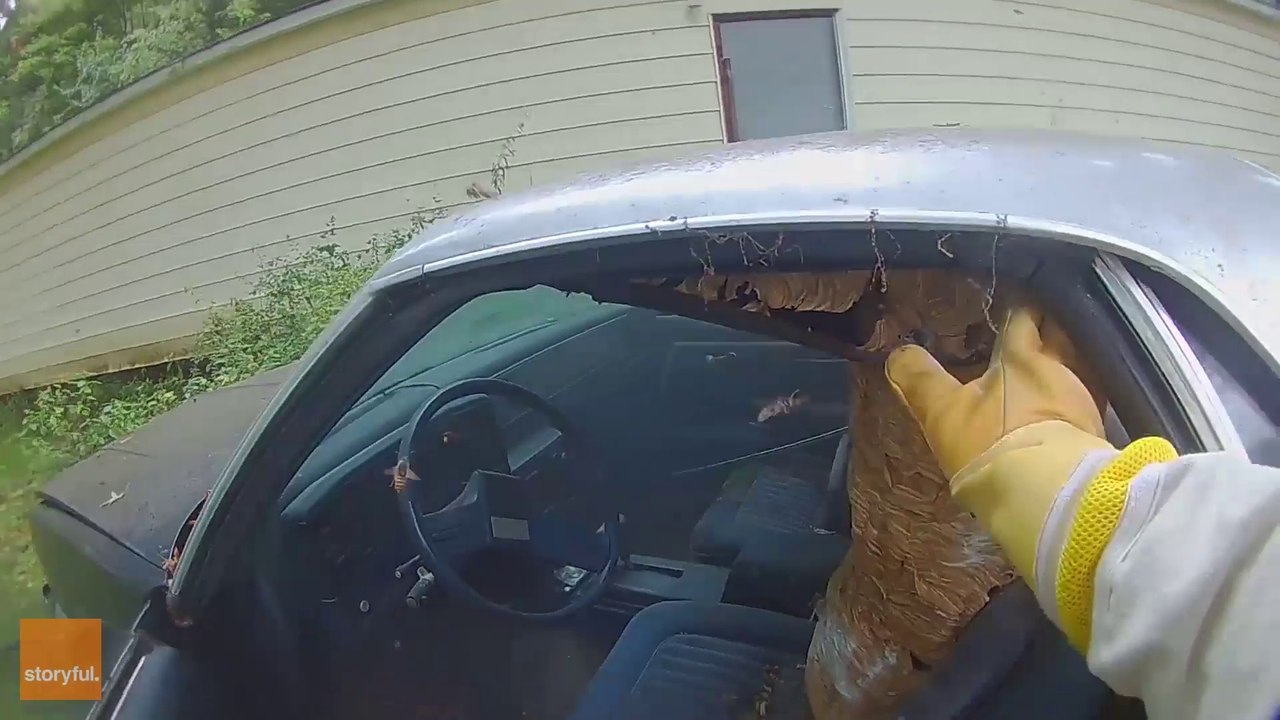 Un énorme nid de frelons asiatiques a fait sa place dans cette voiture