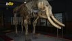 Could a 'Jurassic Park'-esque Cloning Facility in Russia Really Bring Back the Woolly Mammoth?