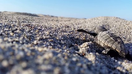 Si danno i numeri sui nidi di Caretta Calabria Conservation