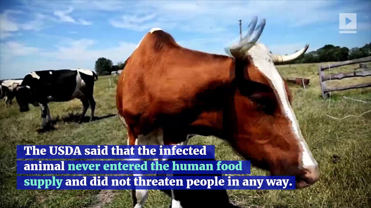 6th Case of Mad Cow Disease Confirmed by USDA