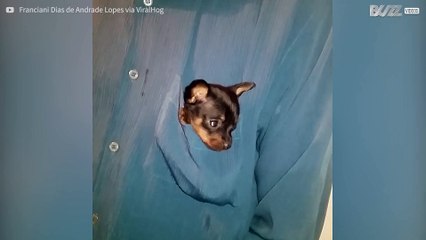Cachorro de pinscher es tan pequeño que cabe en el bolso