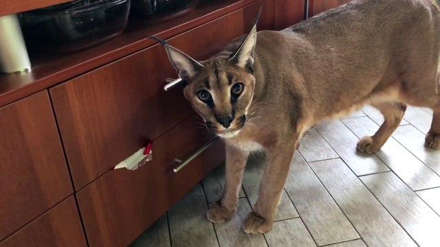 Il a un très gros chat à la maison... Lynx magnifique