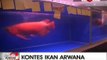 Kontes Arwana Internasional Digelar di Pontianak