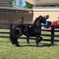 Wow,amazing friesian horse ♥  Please say something about this video ♥ ♥  Cred...