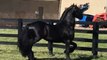 Wow,amazing friesian horse ♥  Please say something about this video ♥ ♥  Cred...