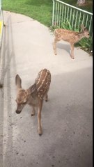 Ces faons adorables se baladent dans un quartier résidentiel