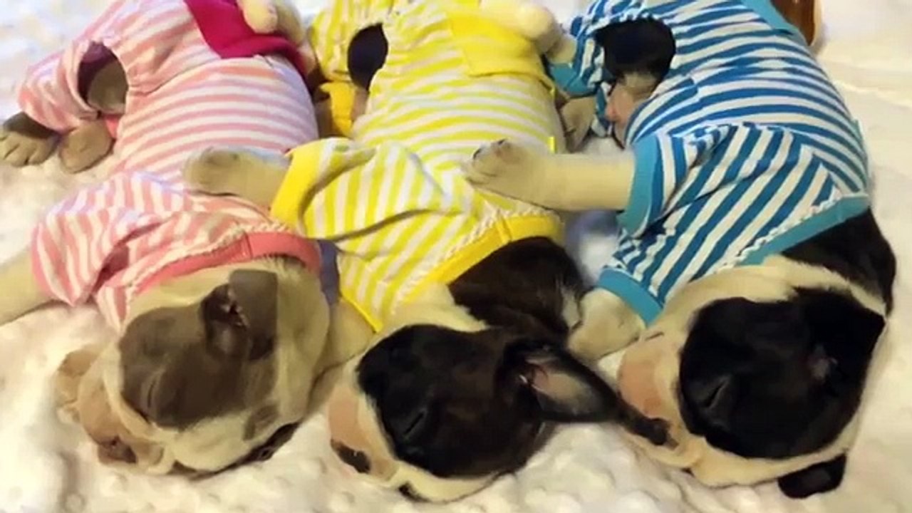 Cute Funny Dogs - Cat Videos Animals Compilation | Funny Pet Videos June 2018