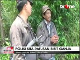 Polres Simalungun Sita Ratusan Benih Ganja Siap Tanam