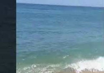 White Shark Causes Commotion Close to Massachusetts Beach