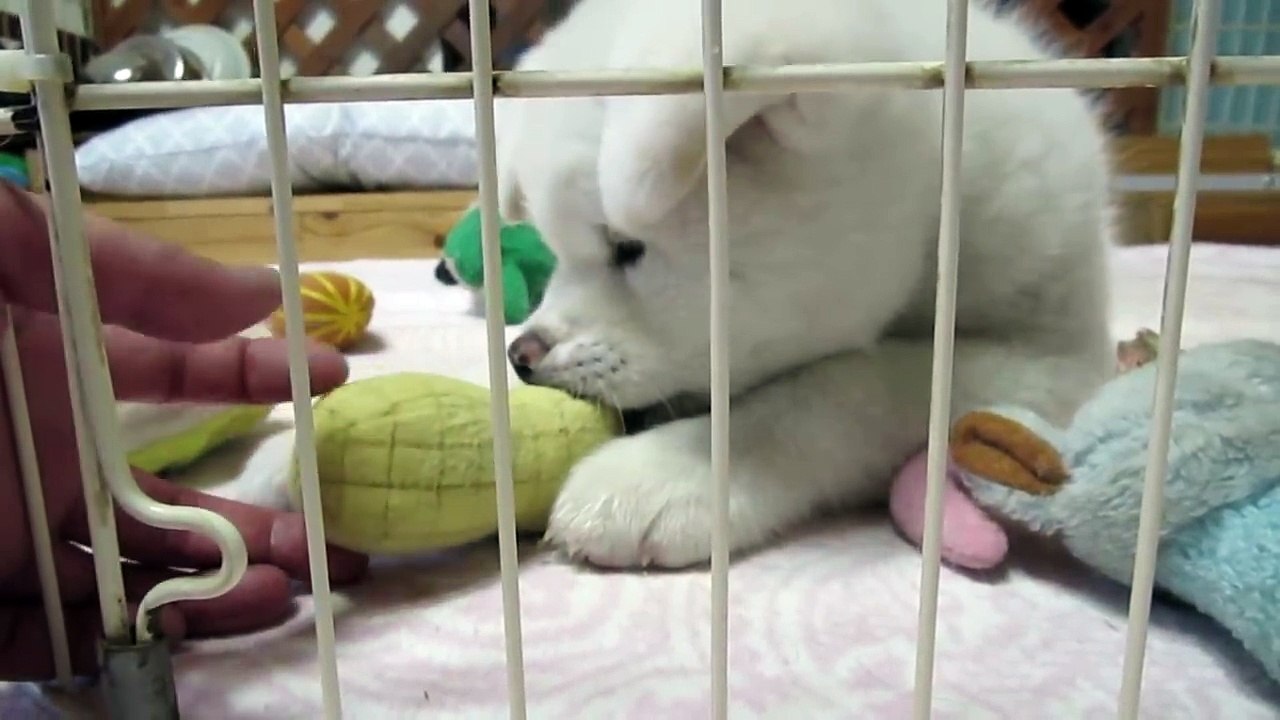 【秋田犬ゆうき】家族になった最初の夜は先輩のおもちゃで遊びました【akita dog puppy】