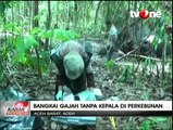 Bangkai Gajah Tanpa Kepala Ditemukan di Aceh