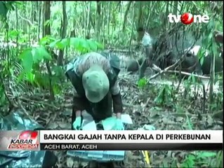 Bangkai Gajah Tanpa Kepala Ditemukan di Aceh
