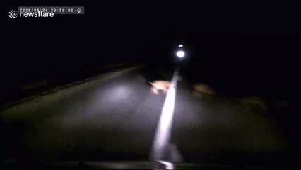 Driver narrowly misses family of wild boards crossing road