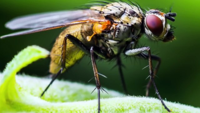 10 Engste Dieren die Leven na ze Dood Zijn Geweest!