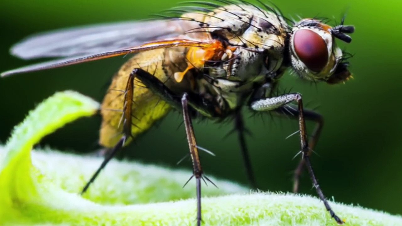 10 Engste Dieren die Leven na ze Dood Zijn Geweest!