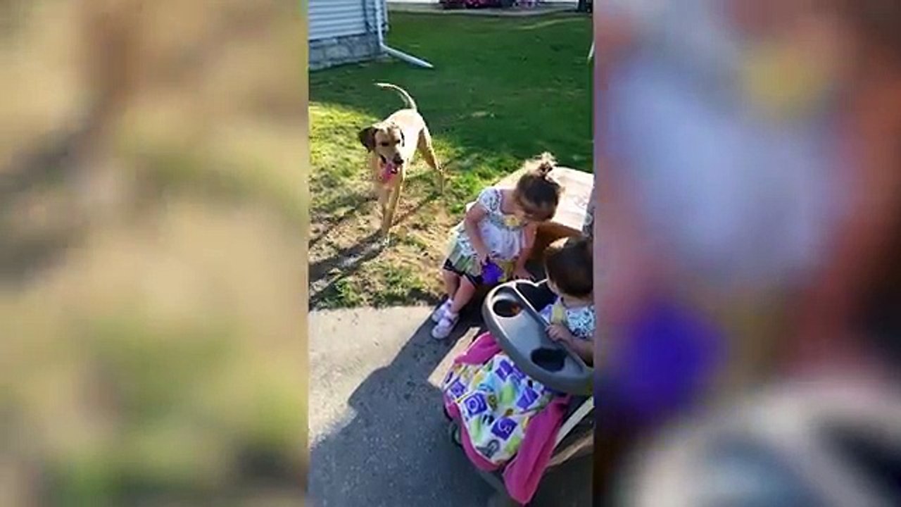 Funniest Pets - Animals of the Week Compilation June 2018 | Hilarious Try Not to Laugh Animals Fail