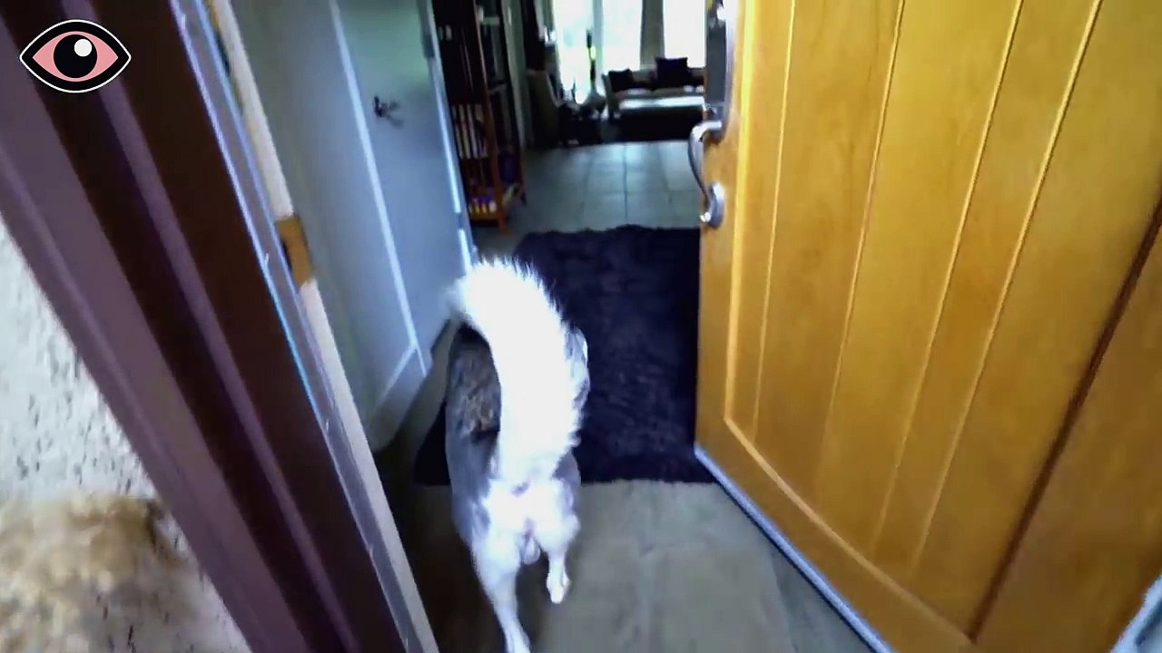 Baby krabbelt zum Husky um Hi zu sagen, Papa fängt die schöne Reaktion des Hundes auf Video ein