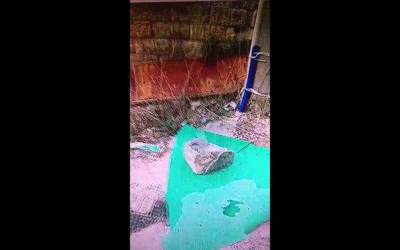 Bari, Strada la Grava: tanti ulivi, carrubi, alberi secolari e ... rifiuti abbandonati