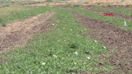 Diyarbakır Yarışacak Karpuzlar Soğuk Hava Deposunda, Satılacaklar Tarlada Hd