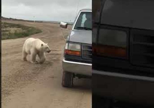 Curious Polar Bear Playfully Interacts With Its Reflection in Car Bumper
