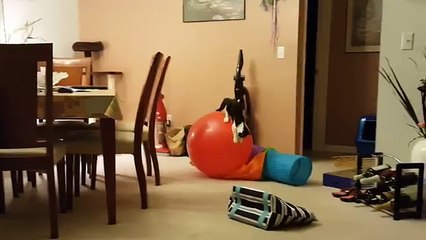 Cutest Kitten Video Compilation of June 2018 | Funny Pet Videos