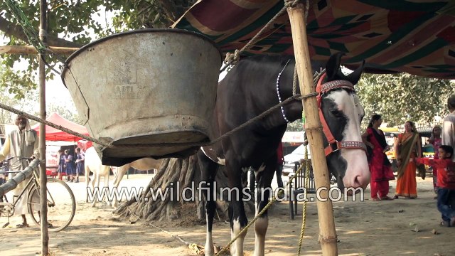Bihari traders put their horses on display at Sonepur Mela Bihar