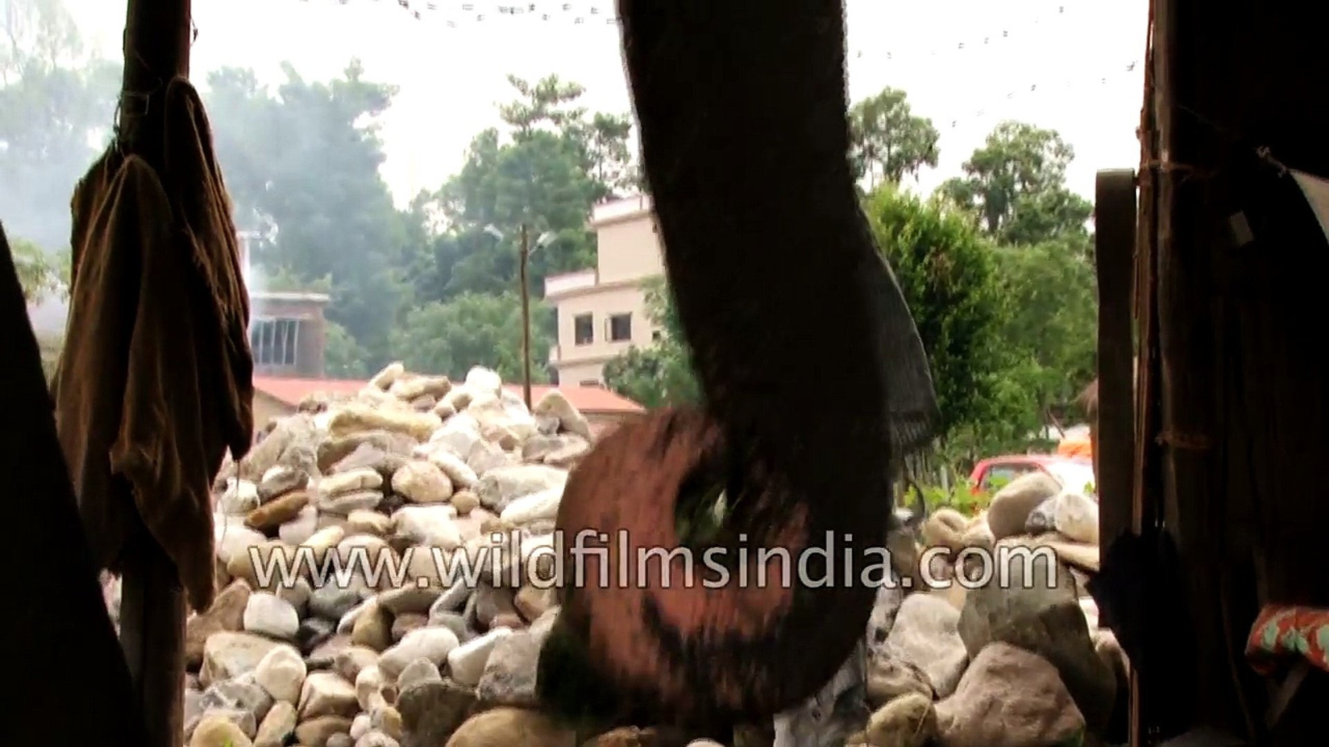 ⁣Chitwan Elephants - feeding process