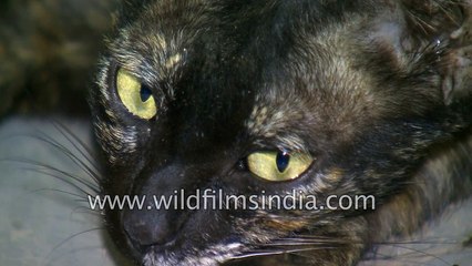 Black Cat with the deepest yellow-green eyes