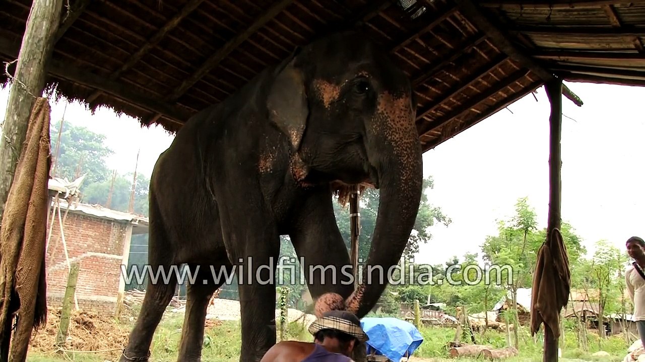 Chitwan Elephants - Behind the scenes