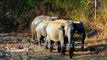 Colonel Hathi and his elephant herd kick up dust and march through forest cover