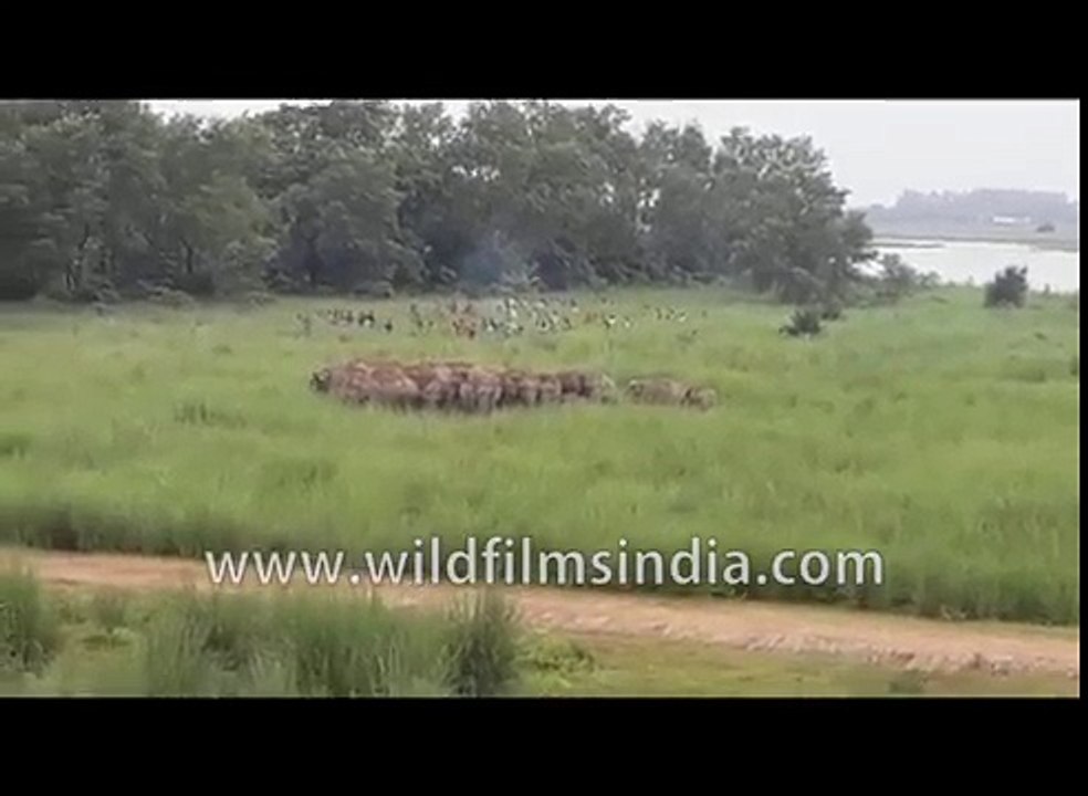 Elephants swim across flooded river in India