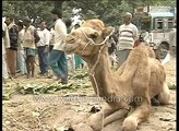 Emaciated Camel and elephants sold at Sonepur Mela  Bihar circa 1980