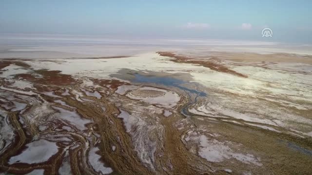 Tuz Gölü'nde Yavru Flamingo Ölümleri