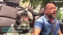Man and dog cruise in convertible singing Ariana Grande