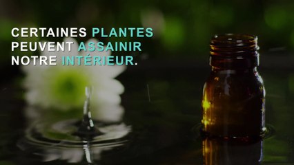 3 plantes pour purifier l'air intérieur