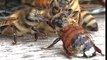 Des abeilles nettoient une des leurs recouverte de miel