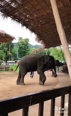 the elephant dancing