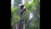 Ce panda veut grimper bien trop haut dans l'arbre... Et bim