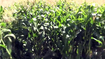 Bingöl Ovası'nda mısır hasadı