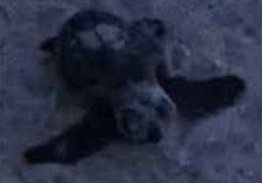 Florida Family Captures Footage as Baby Sea Turtles Hatch and Crawl Toward the Ocean