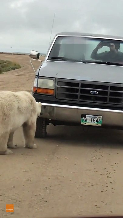 Curious polar bear playfully interacts with its reflection in car bumper