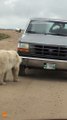 Curious polar bear playfully interacts with its reflection in car bumper