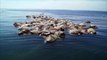 Una red de pesca ilegal mata a 300 tortugas marinas en México