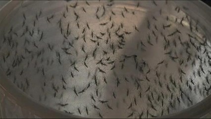 Ελλάδα: Συναγερμός από την εξάπλωση του ιού του δυτικού Νείλου