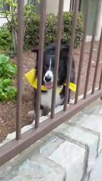 Ce chien adorable joue avec des passants... Trop mignon