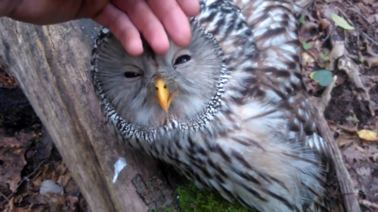 Cette chouette trop mignonne se laisse caresser