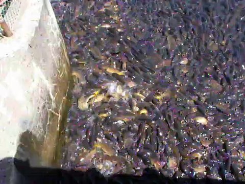 Des milliers de poissons sont bloqués au pied d'un barrage