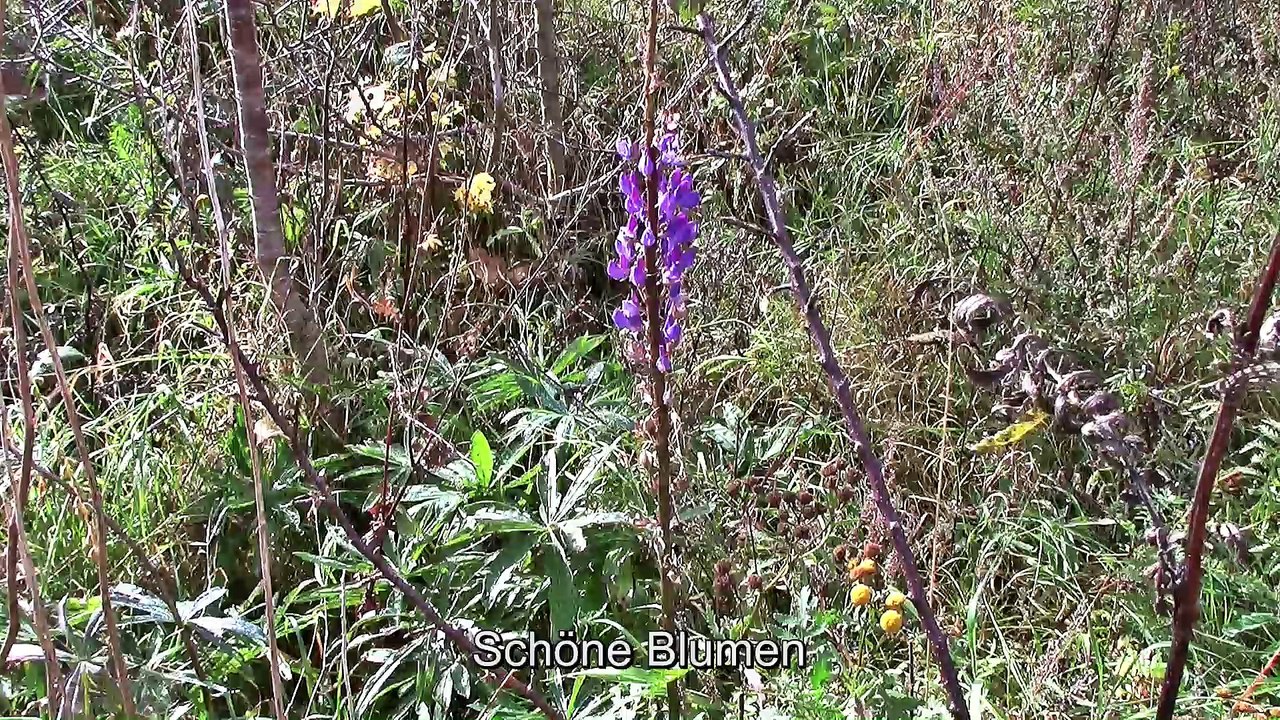 Koblenz Schmidtenhöhe - 2