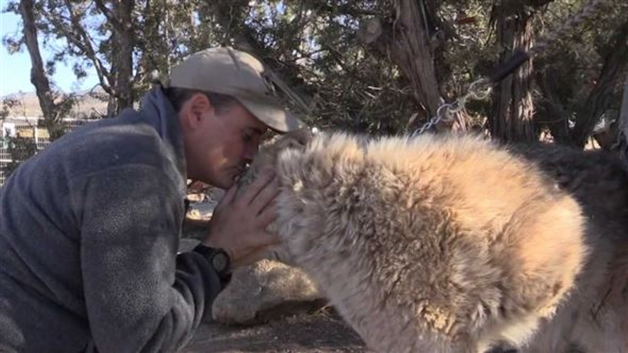Ungewöhnlich: Therapie mit Wölfen